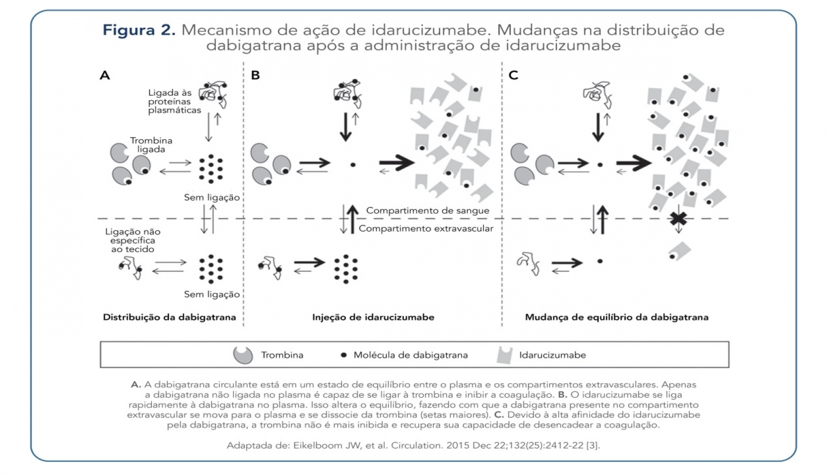 Mecanismo de ação de idarucizumabe. Mudanças na distribuição de dabigatrana após a administração de idarucizumabe