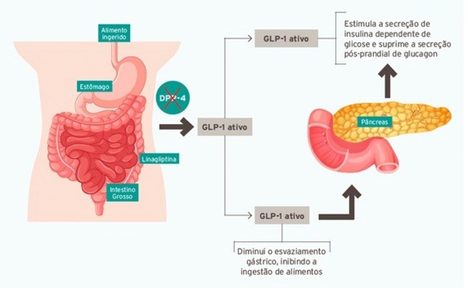 Mecanismo de ação do Nintedanibe