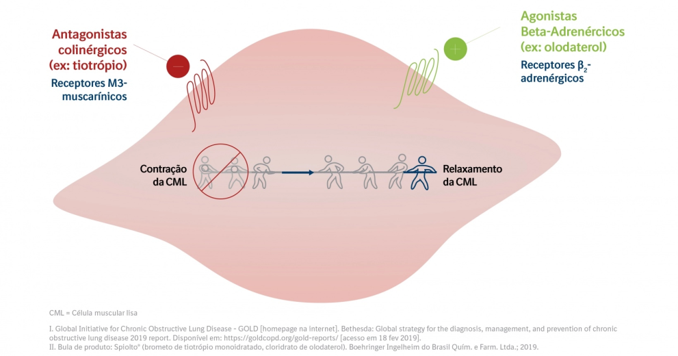 As duas principais vias de broncodilatação em DPOC (ref I, II)